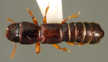 Media type: image;   Entomology 20241 Aspect: habitus dorsal view